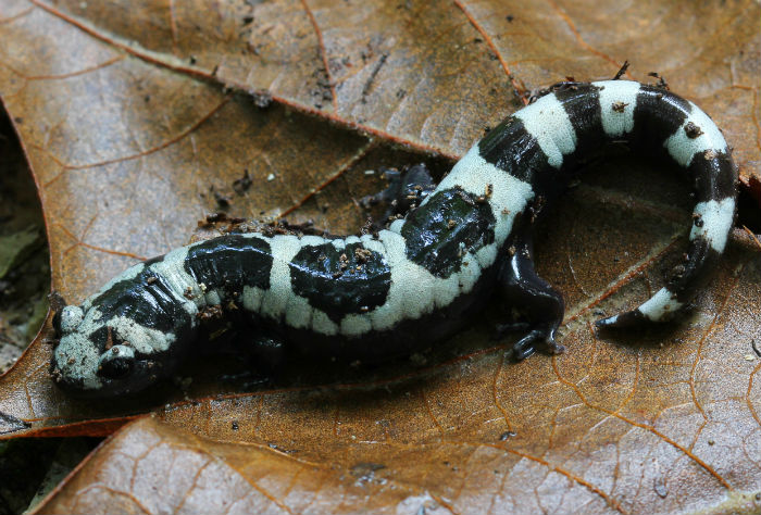 Marbled Salamander